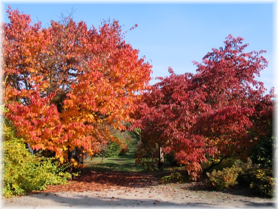 Jesień w Arboretum