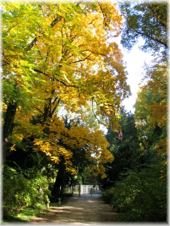 Jesień w Arboretum