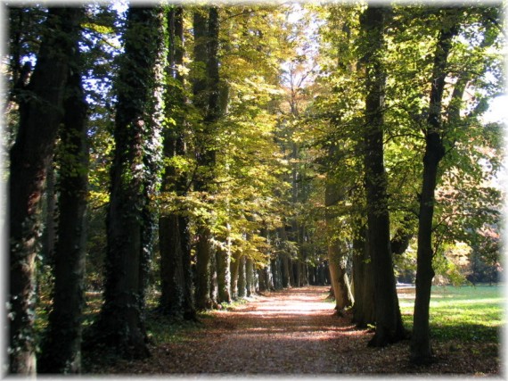 Jesień w Arboretum