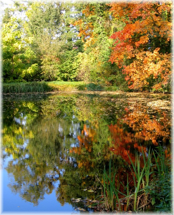 Jesień w Arboretum