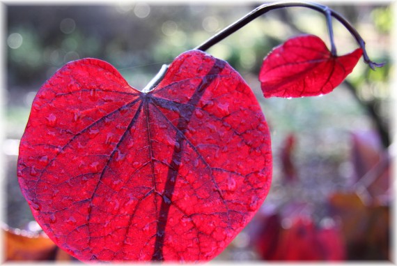 Judaszowiec kanadyjski 'Forest Pansy'- Cercis canadensis 'Forest Pansy'