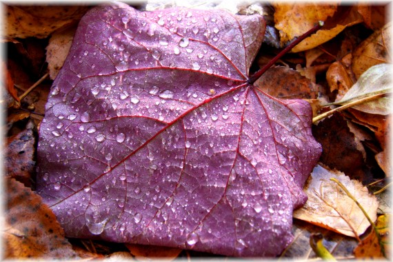 Judaszowiec kanadyjski 'Forest Pansy'- Cercis canadensis 'Forest Pansy'