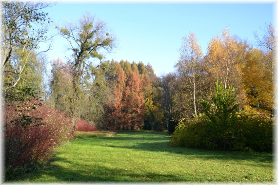 Jesień w Arboretum