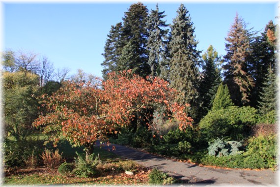 Jesień w Arboretum