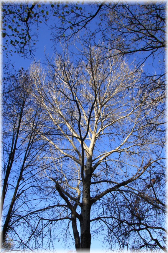 Topola biała - Populus alba