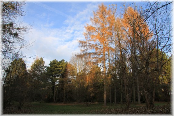 Jesień w Arboretum