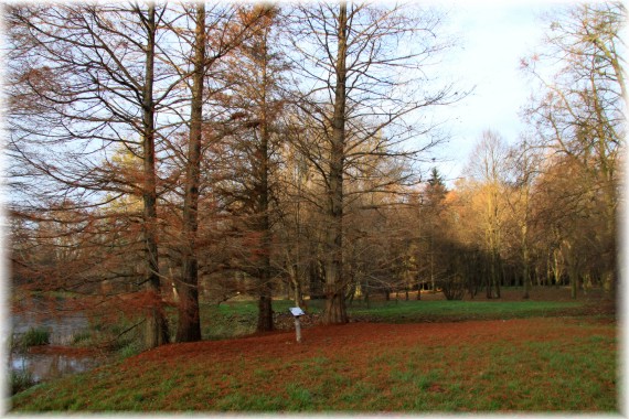 Jesień w Arboretum