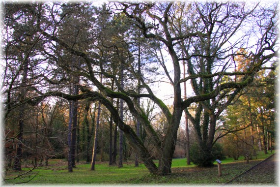 Jesień w Arboretum