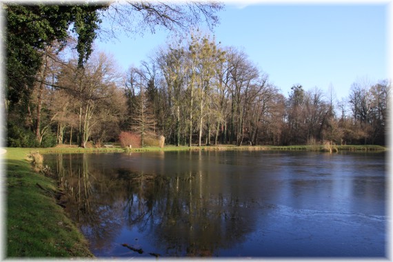 Staw w Arboretum