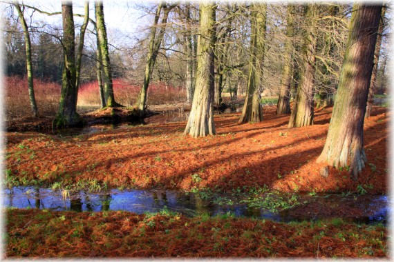 Cypryśniki - Taxodium distichum