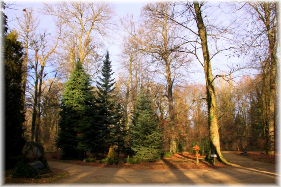 Arboretum