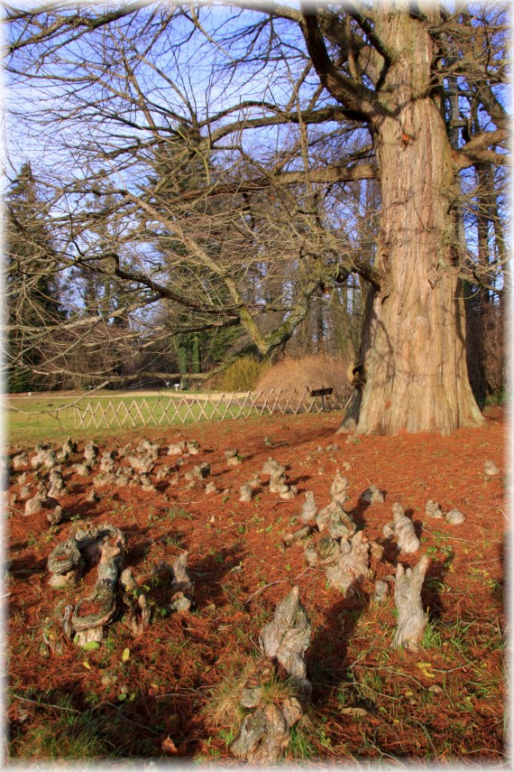 Cypryśnik błotny - Taxodium distichum