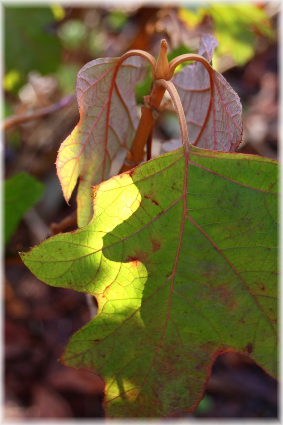 Hortensja dębolistna - Hydrangea quercifolia