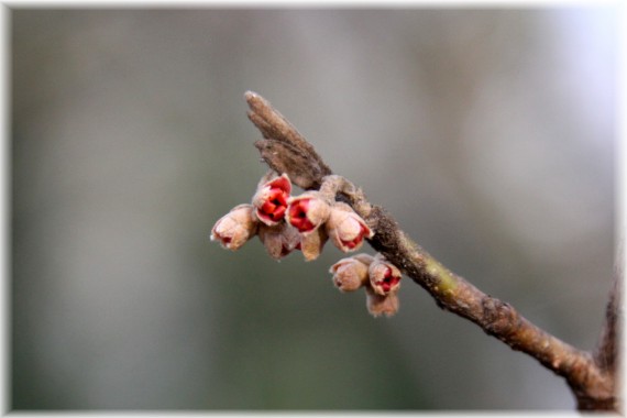 Oczar - Hamamelis sp.