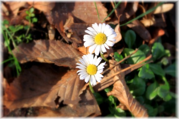 Stokrotka pospolita - Bellis perennis