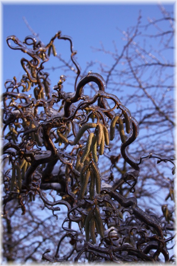 Leszczyna pospolita 'Contorta' - Corylus avellana 'Contorta'