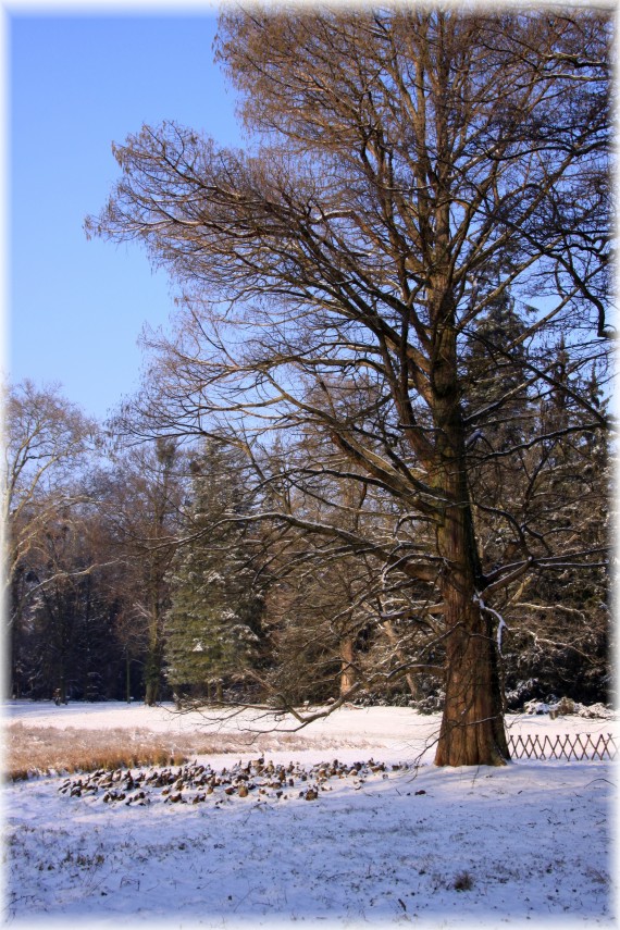 Cypryśnik błotny - Taxodium distichum