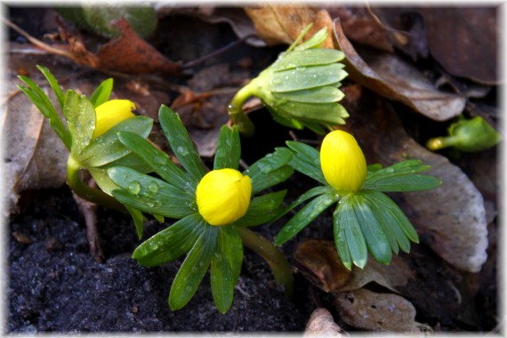 Rannik zimowy - Eranthis hyemalis