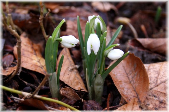 Śnieżyczka przebiśnieg - Galanthus nivalis