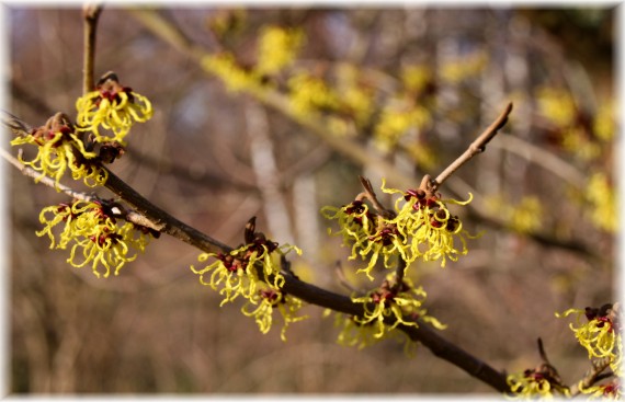 Oczar - Hamamelis sp.