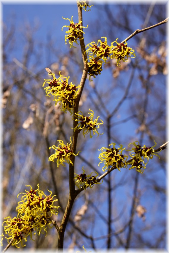 Oczar - Hamamelis sp.