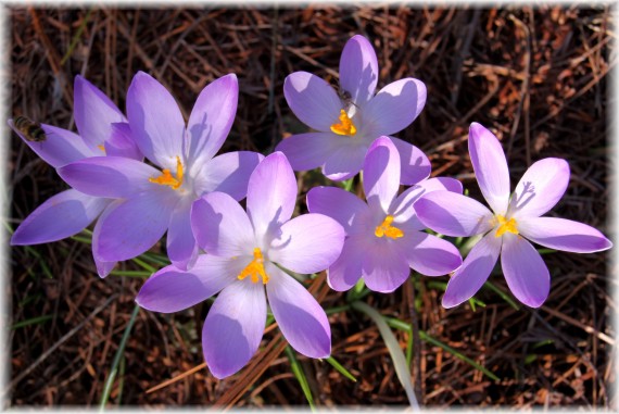 Krokus - Crocus sp.