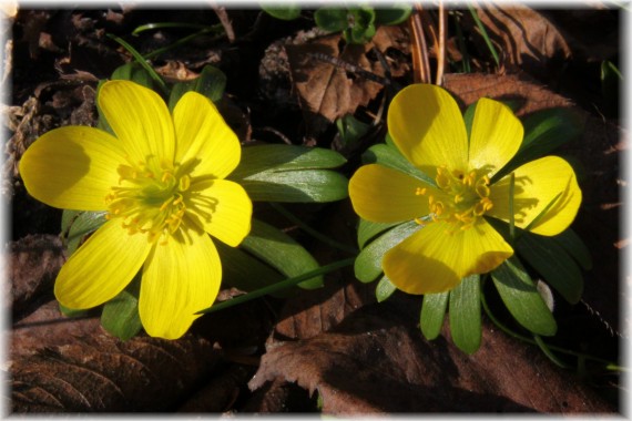 Rannik zimowy - Eranthis hyemalis