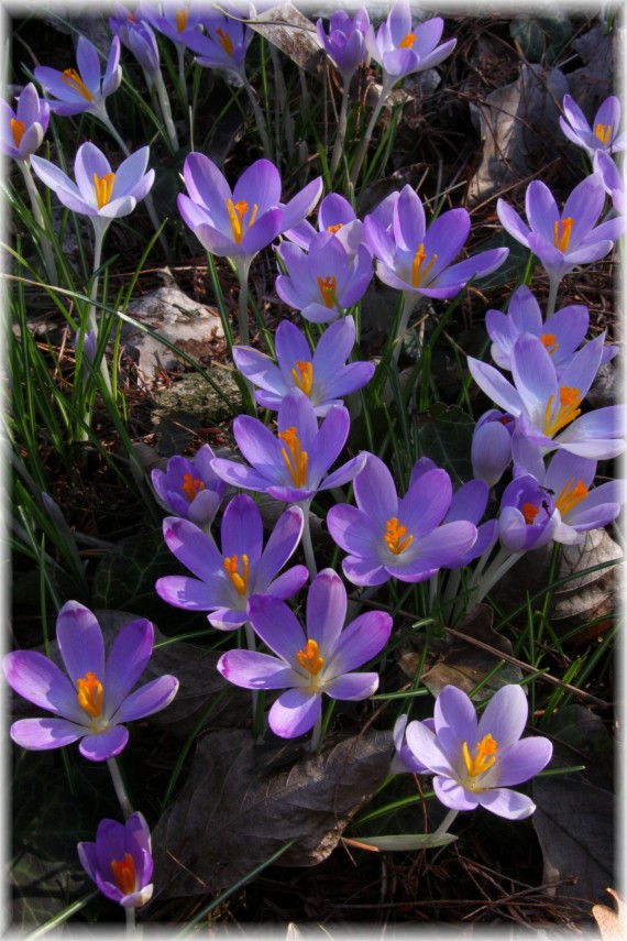 Krokus - Crocus sp.