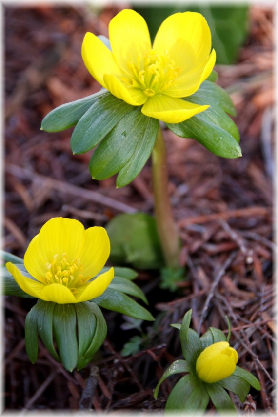 Rannik zimowy - Eranthis hyemalis