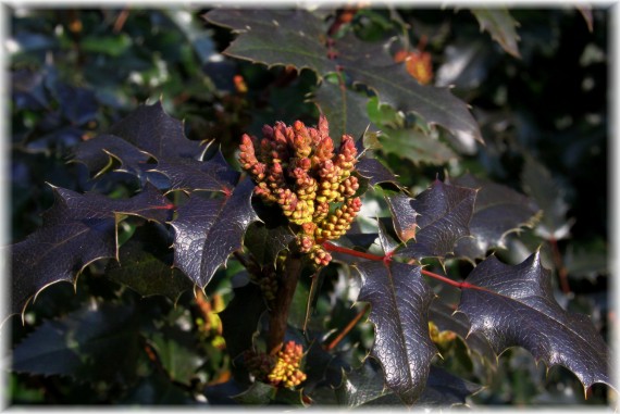 Mahonia pospolita - Mahonia aquifolium