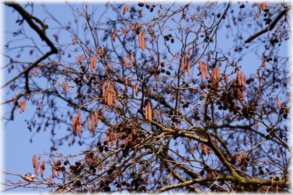 Olsza czarna - Alnus glutinosa