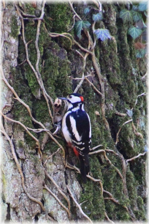 Dzięcioł duży - Dendrocopos major