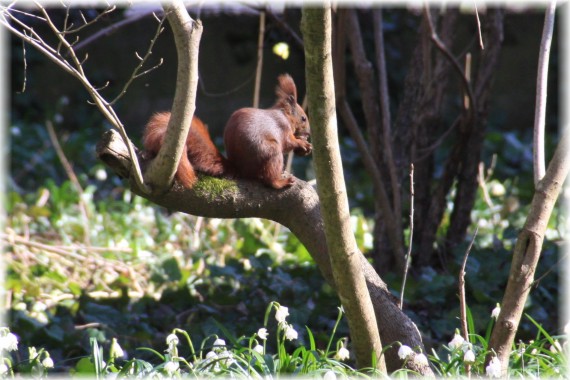 Wiewiórka pospolita - Sciurus vulgaris