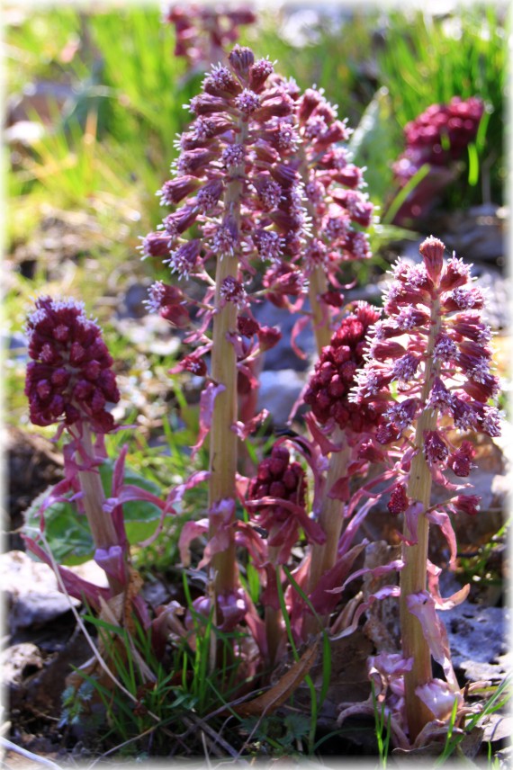 Lepiężnik różowy - Petasites hybridus