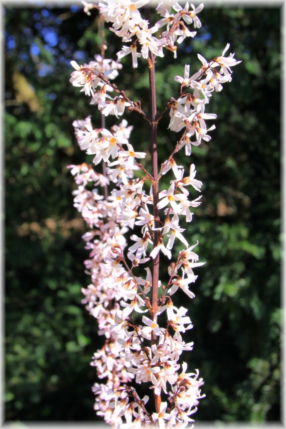 Abeliofylum koreańskie - Abeliophyllum distichum