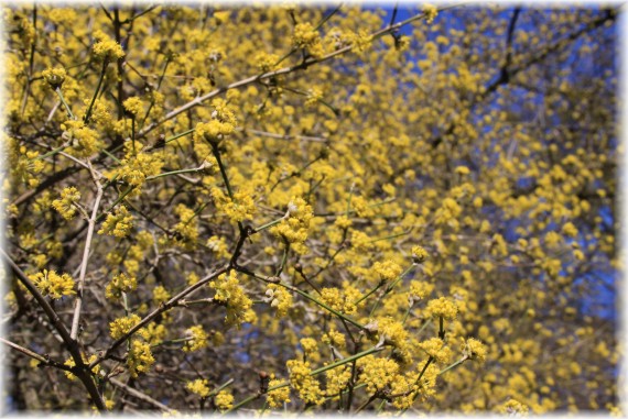 Dereń jadalny - Cornus mas