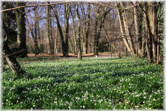 Śnieżyca wiosenna - Leucojum vernum