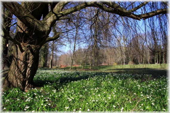 Śnieżyca wiosenna - Leucojum vernum