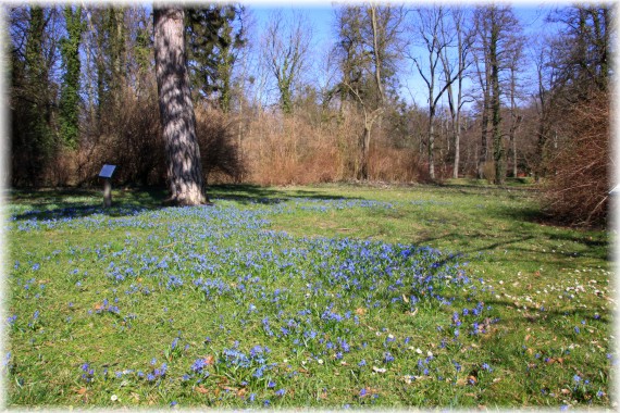 Cebulica syberyjska - Scilla siberica