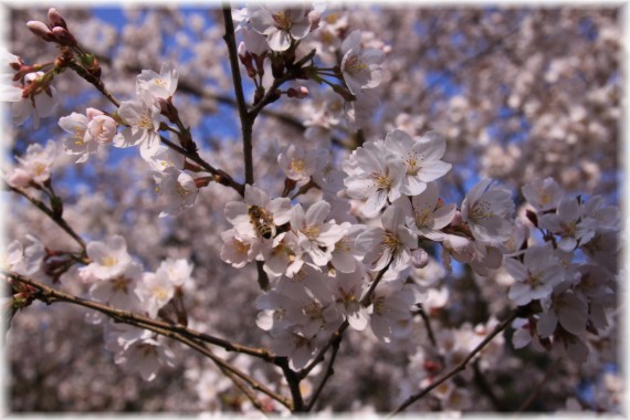 Wiśnia yedońska - Prunus x yedoensis