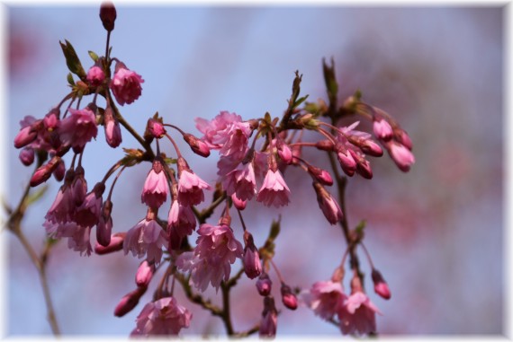 Wiśnia różowa 'Fukubana' - Prunus x subhirtella 'Fukubana'