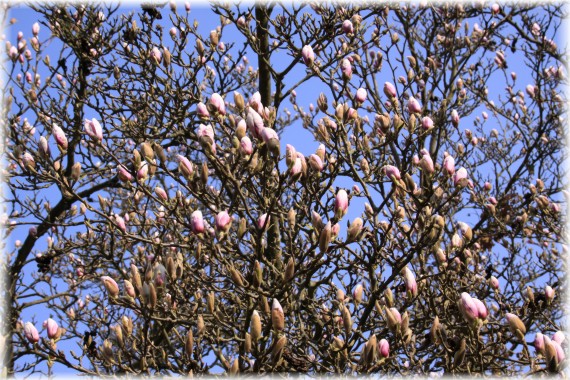 Magnolia pośrednia - Magnolia x soulangeana