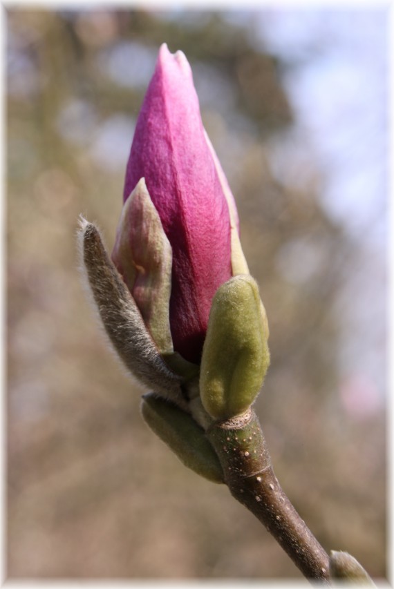 Magnolia pośrednia 'Rustica Rubra'- Magnolia x soulangeana 'Rustica Rubra'