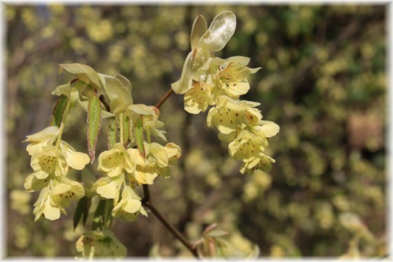 Leszczynowiec szerokopłatkowy - Corylopsis platypetala