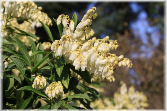 Pieris japoński - Pieris japonica