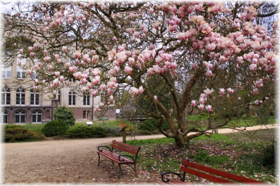 Magnolia pośrednia - Magnolia x soulangeana