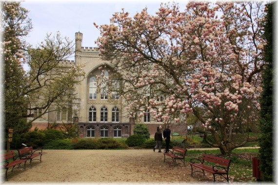 Magnolia pośrednia - Magnolia x soulangeana