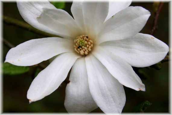 Magnolia gwiaździsta - Magnolia stellata