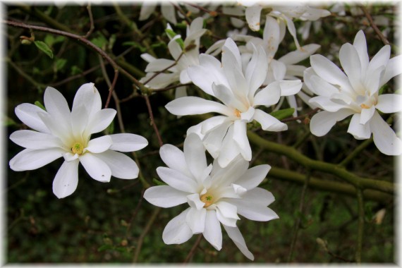 Magnolia Loebnera 'Ballerina' - Magnolia x loebneri 'Ballerina'