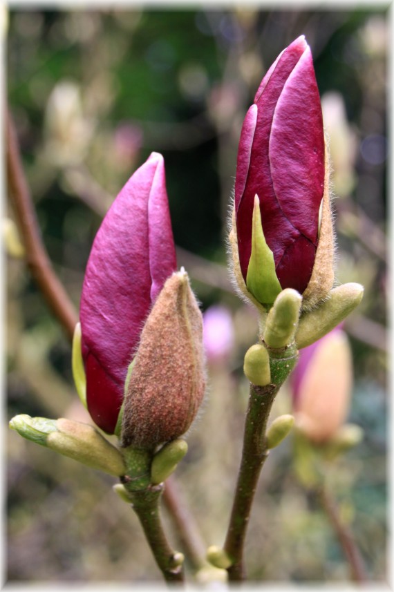 Magnolia pośrednia 'Lennei' - Magnolia x soulangeana 'Lennei'